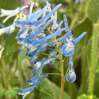 Corydalis 'Craigton Blue'